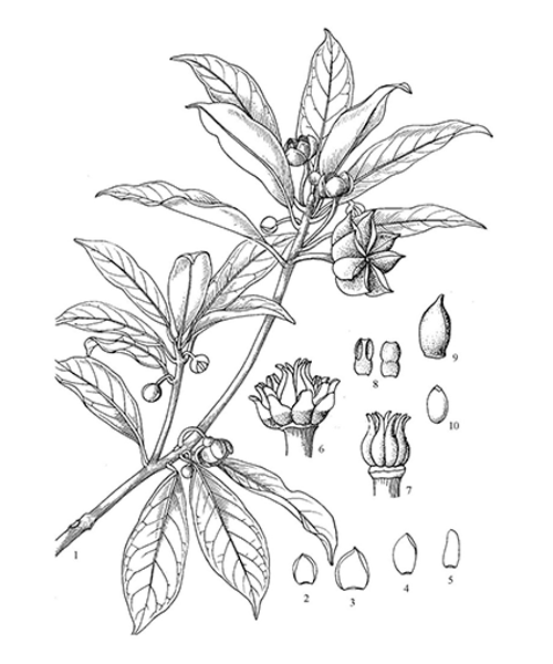 Natural compounds from  Illicium verum